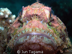 Fat Head Stonefish by Jun Tagama 